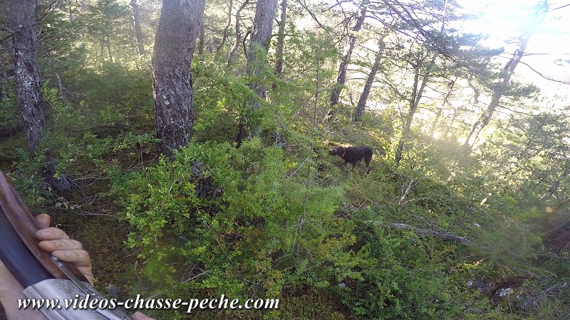 Chasse  la bcasse au griffon Korthals